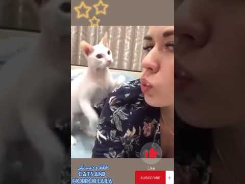 قطة تضرب فتاة A Cat Hits A Girl Shorts Subscribe
