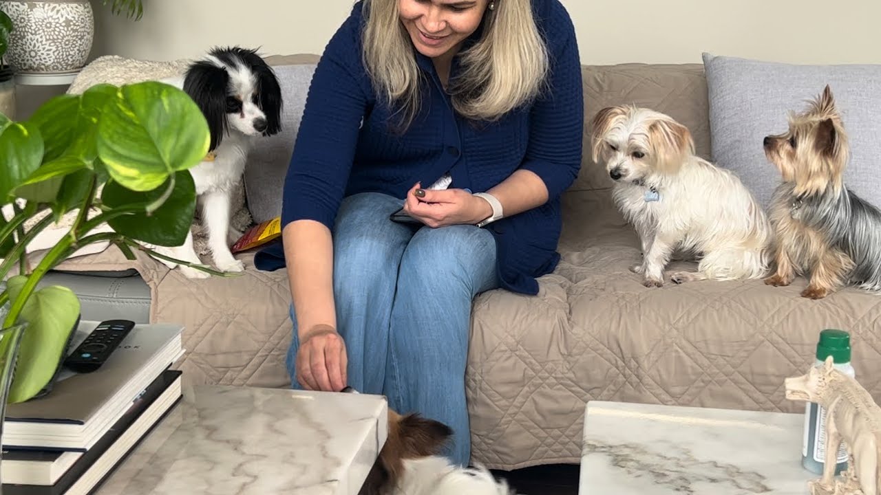 How to teach your dogs not to bark at door bell!! papillondog dog 