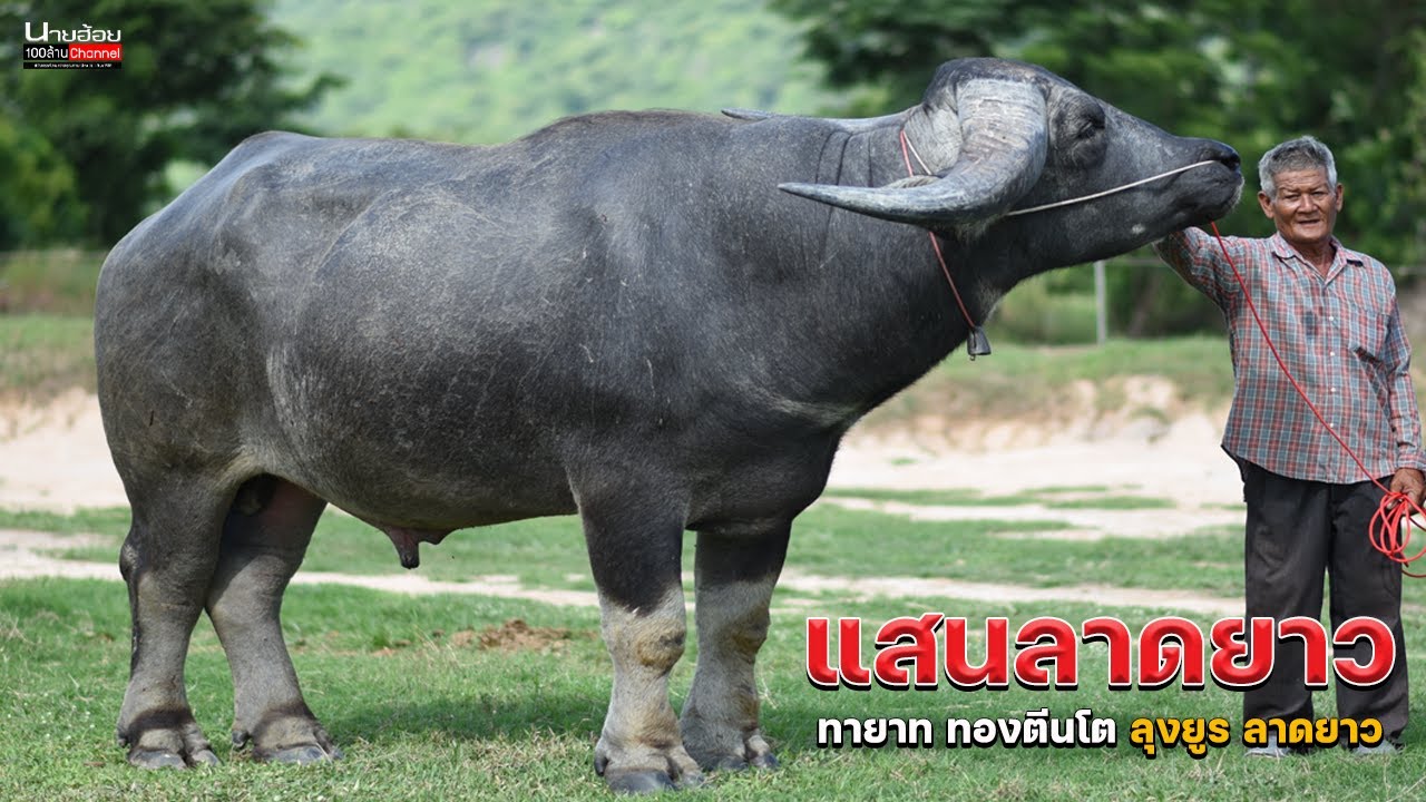 เจ้าแสนลาดยาว ควายยักษ์ใหญ่ฟาร์ม ลุงยูร ลาดยาว ใหญ่สมคำร่ำลือจริงๆครับ #นายฮ้อย100ล้าน #ลุงยูรลาดยาว