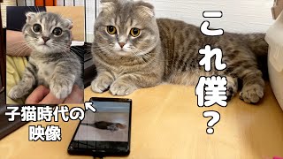 猫に子猫時代の映像を見せたら反応が意外すぎました[マンチカンの銀時]