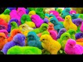 Ayam Lucu, ayam warna warni, ayam rainbow, kelinci lucu, bebek lucu, ikan koi, Hewan Lucu
