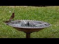 Best Bird Bath Solar Fountain - Goldflower - (1.4W) - bought on Amazon - https://amzn.to/3tYkZGj
