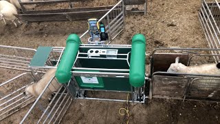 Automatic Drafter Sheep Crate - Shearwell Data