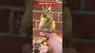#Chipmunk N Long peanut! 😁🐿 #tiktokviral