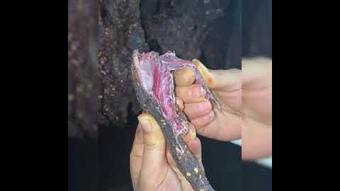 Thịt trâu gác bếp Tây Bắc bao thơm ngon Chuẩn vị Sẵn SLL ✅ TẶNG CHẨM CHÉO