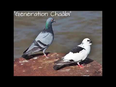 El Hadj M Hamed Bourahla حالي من حالك يا حمام النايح