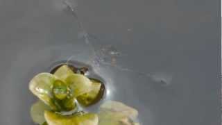 Backswimmer (Notonecta) / Rückenschwimmer [1]