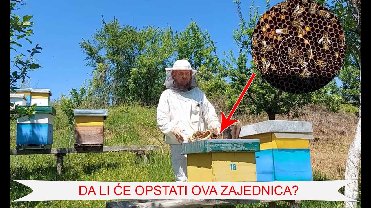 Ipak IMA ŽIVOTA u ovoj košnici- TU JE MATICA! - YouTube