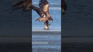 Eagle&#39;s Astonishing Catch of a Giant Fish!