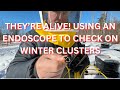 They're alive! Using an endoscope to check on Winter clusters