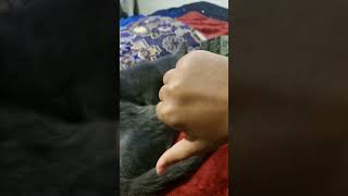 smile 🐾 #viral #shorts #cats