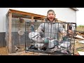 Piger des pigeons pour pouvoir les vendre ma nouvelle ferme de pigeons