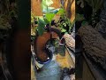 construction d'un habitat de luxe pour #iguana Axanthic blue #animauxexotiques #reptiles #refuge