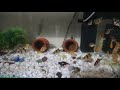 Tiger barb