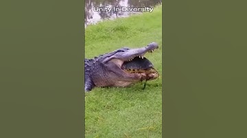 The Brutal Truth About Turtle Shells… 😨🐢💥