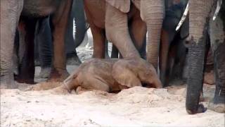 An elephant is born | Sheldrick Trust