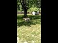 Rayne dog toy review (Katie's Bumpers Flying Disc) Rayne dog toy review (Katie's Bumpers Flying Disc)