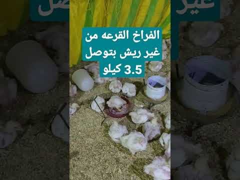 الفراخ القرعه من غير ريش هي افضل فراخ في التربيه