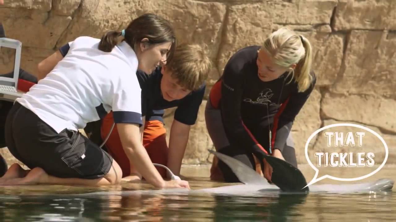 Atlantis, The Palm - Take a look behind the scenes at Dolphin Bay