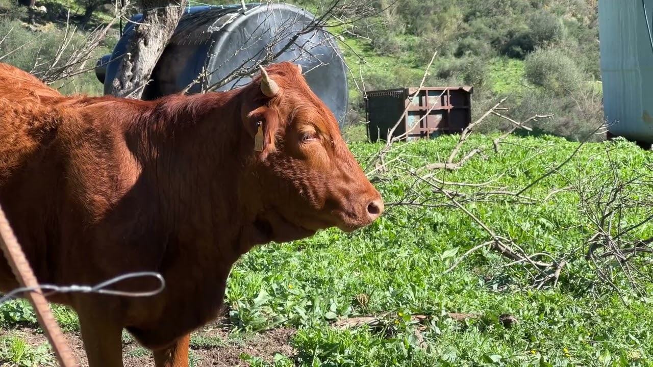 Cortes de la Frontera February 2024