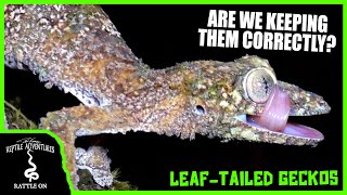 LEAFTAILED GECKOS (UROPLATUS) IN THE WILD! (Are we keeping them correctly?)