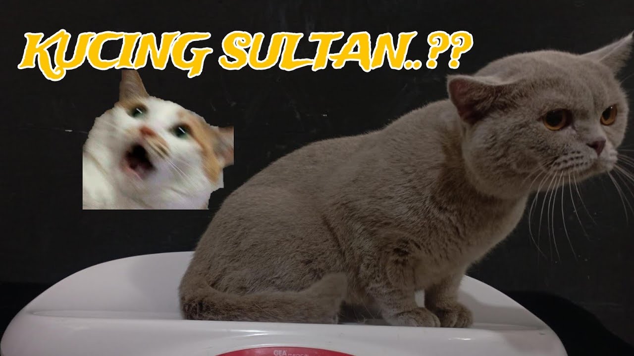 kedatangan-kucing-sultan-dari-bekasi-youtube