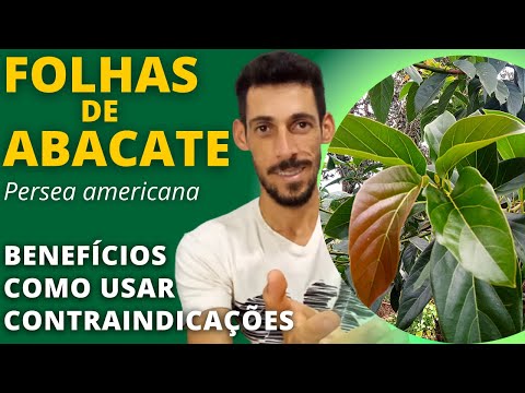 FOLHAS DE ABACATE são poderosas contra hipertensão, insônia, nefrite e...Ervas e Plantas Medicinais