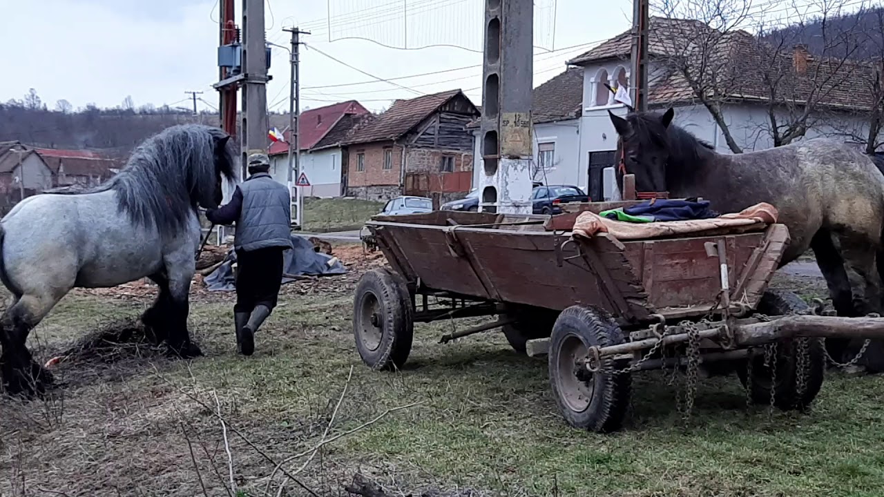 Armăsar pentru montă 2019 detalii 0747696483