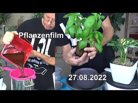 Mineralisches Substrat säubern und Kokoserde vorbereiten mit vielen Pflanzen pflegen