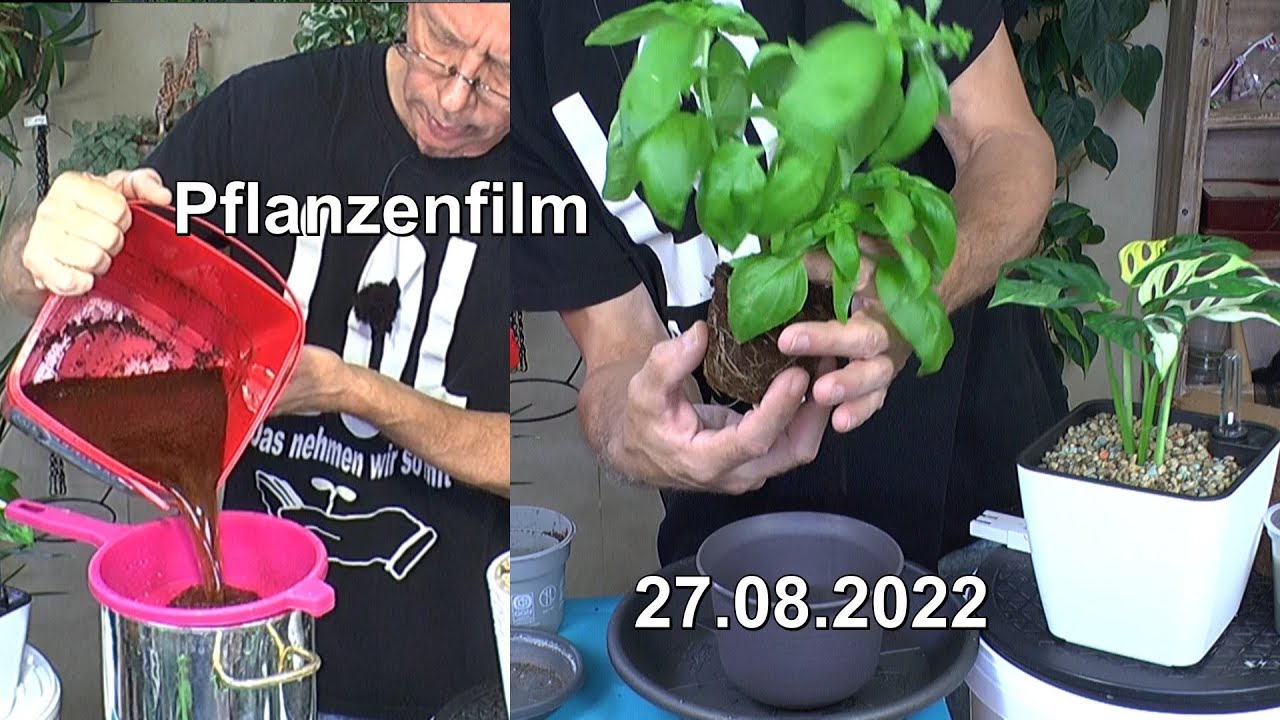 Mineralisches Substrat säubern und Kokoserde vorbereiten mit vielen Pflanzen pflegen