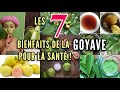 Tout savoir sur la goyave et ses feuilles pour votre sant