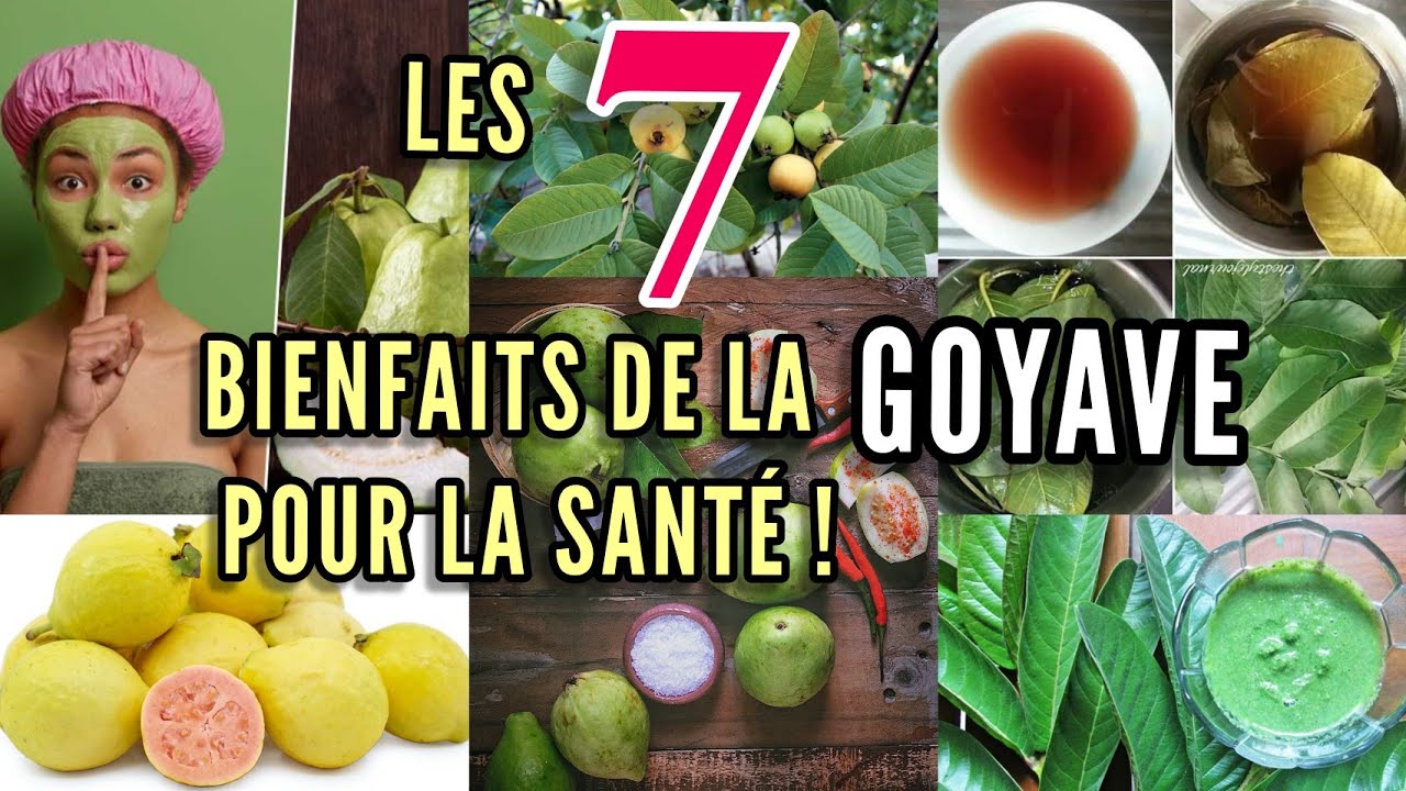 Thé Bio Feuilles De Goyave Lifetone - 20 Sachets - Booster Immunitaire & Détox - Favorise La Perte De Poids