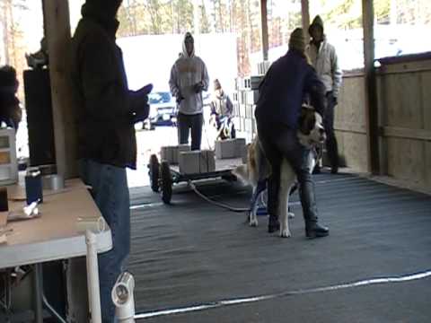 Ruckus pulled 564 lbs for UKC weight pull Dec 3 2010