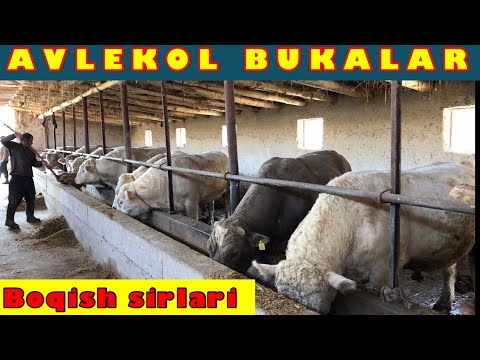 Video: Chorvani Qanday Boqish Kerak