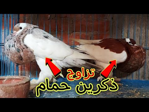 اتفاجئت ان ذكرين حمام اتجوزو بعض تعالي شوف هانعمل فيهم ايه