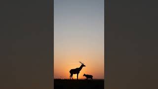 #bea #animals #nature #sunset #amazing