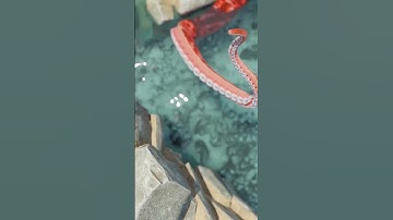 #3dmodeling #3danimation #blender3d #beach #tentacle #3dart #tidepools  #nature