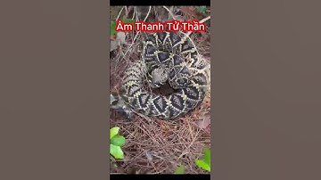 Rắn Đuôi Chuông Độc Nhất Châu Mỹ, Một Vết Cắn Gây Tử Vong 10 Người #shorts #rắn #rắnđộc #snake