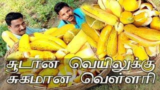 10 Amazing Benefits Of Drinking Cucumber Juice | வெள்ளரிப்பழம் ஜூஸ் |  Mams masala