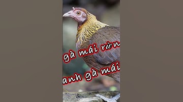 #shorts tiếng gà rừng mái VIP theo năm tháng