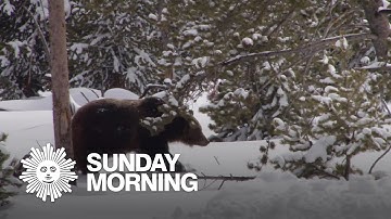 What can the hibernation of bears teach humans?