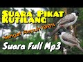 Suara Pikat Burung Kutilang Suara Panggilan Burung Kutilang Kutilang Ribut Suara Full Mp3 - Mp4 Download
