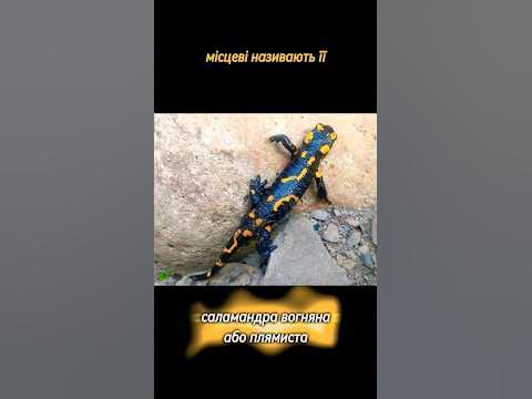 Вогняна саламандра. Дуже ефектна мешканка Карпат. #карпати #ukraine # ...