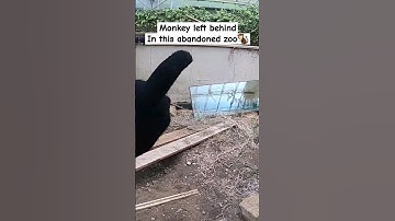 Everything was left behind | Abandoned Zoo 🐒 #abandoned #zoo #urbex #shorts
