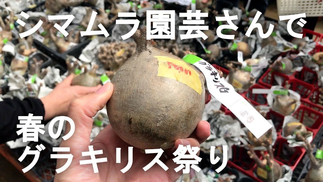 Shimamura Gardening's Seedling Festival without Pachypodium