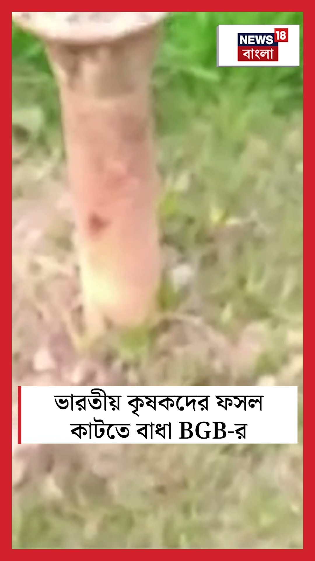 Malda য় ভারতীয় কৃষকদের ফসল কাটতে বাধা BGB র | N18S #shorts