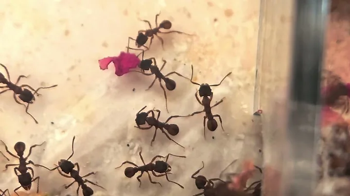 Floridian Trachymyrmex septentrionalis