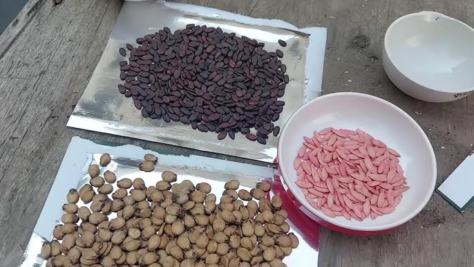 Yetuk ladyboylarning erotik fotosuratlari Ikki kishilik porno video