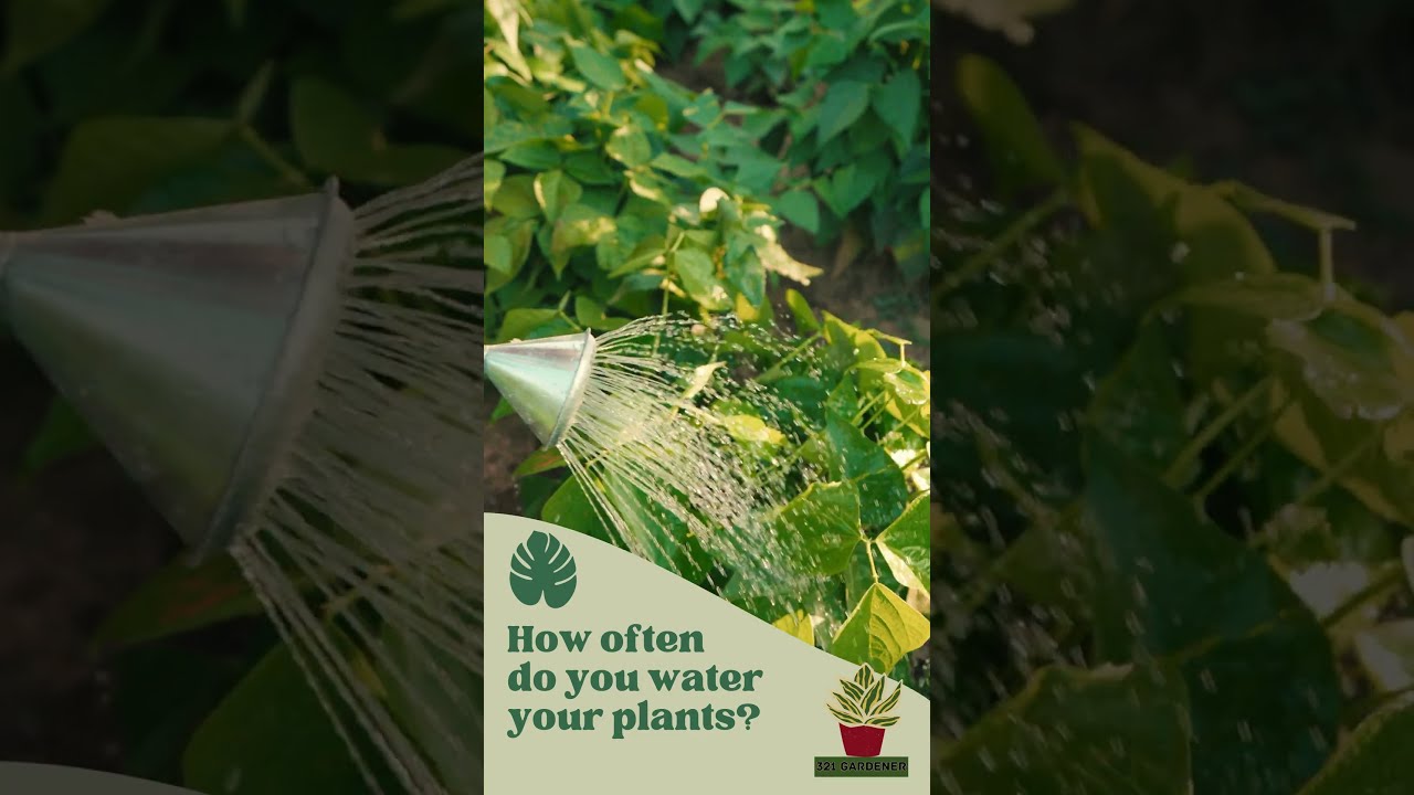 How Often Do You Water Your Plants In Central Florida Backyardgarden 321gardener
