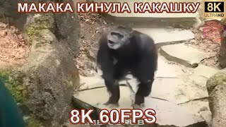 Макака Кинула Какашку 8K 60Fps